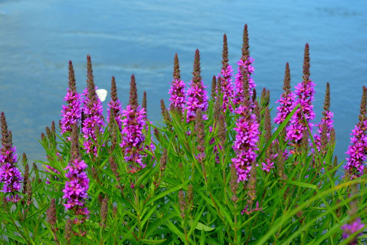 Loosestrife