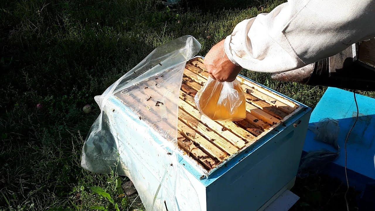 nourrir les abeilles avec du sirop dans des sacs photo 