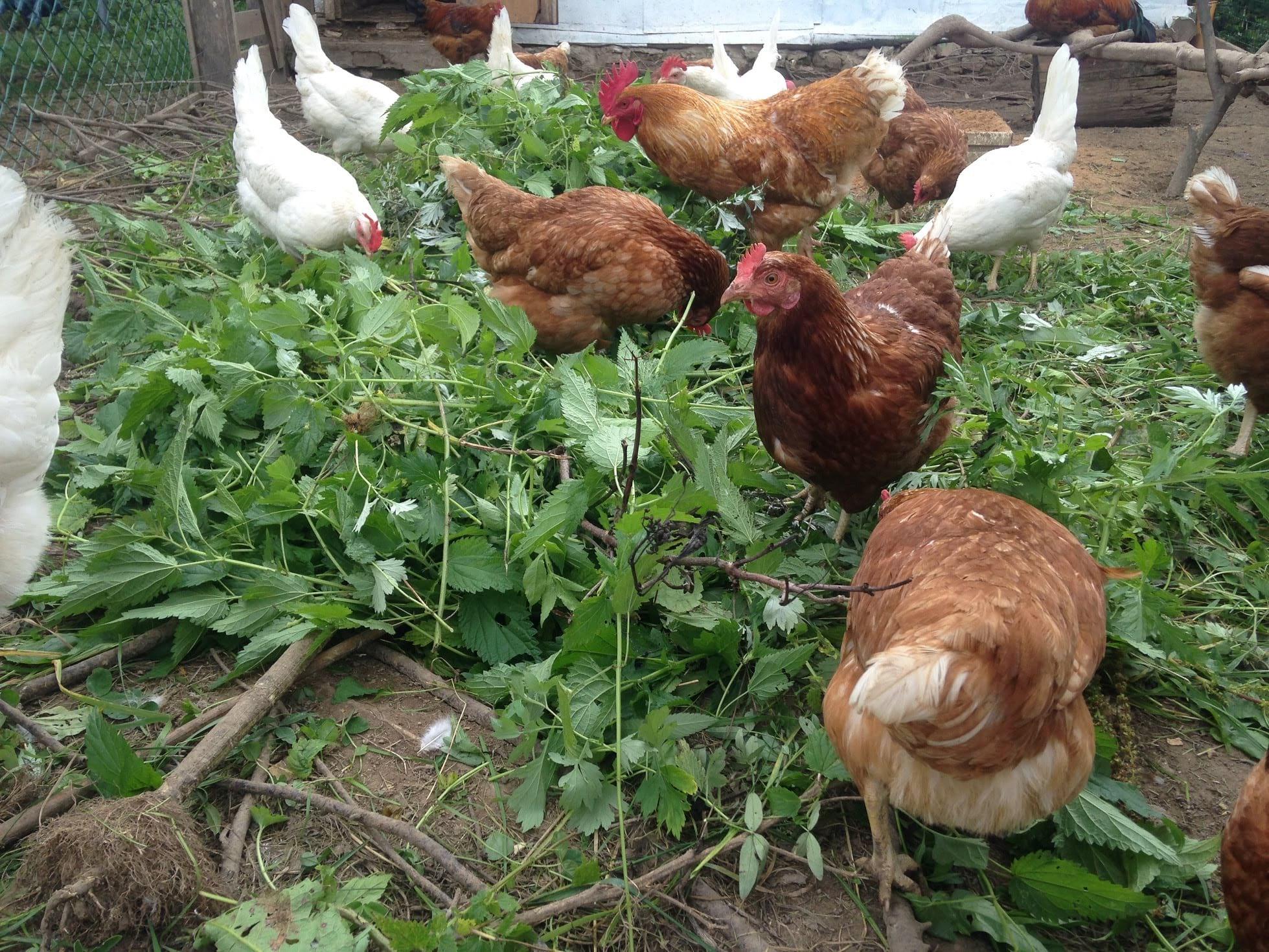 feeding chickens and laying hens with grass photo