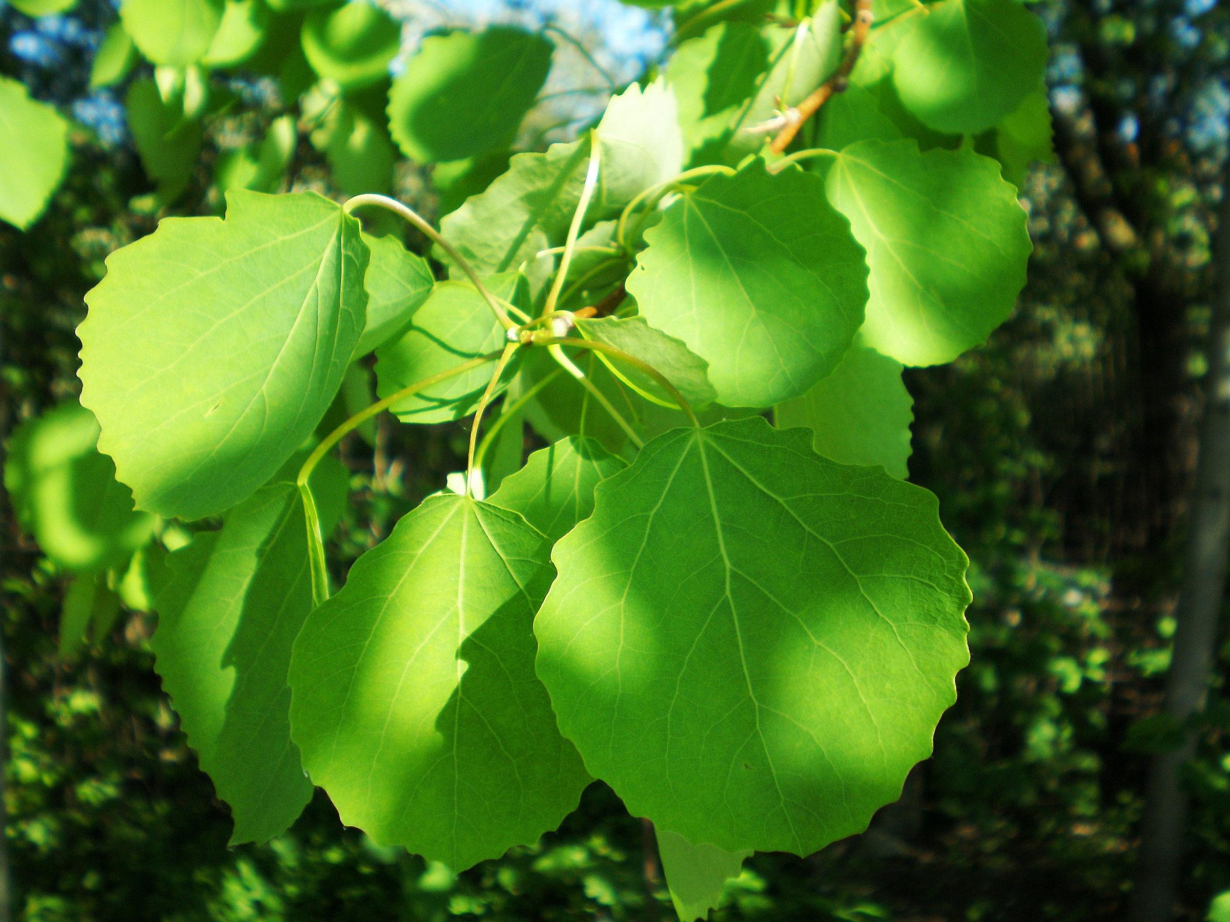 Aspen: description and properties of its wood