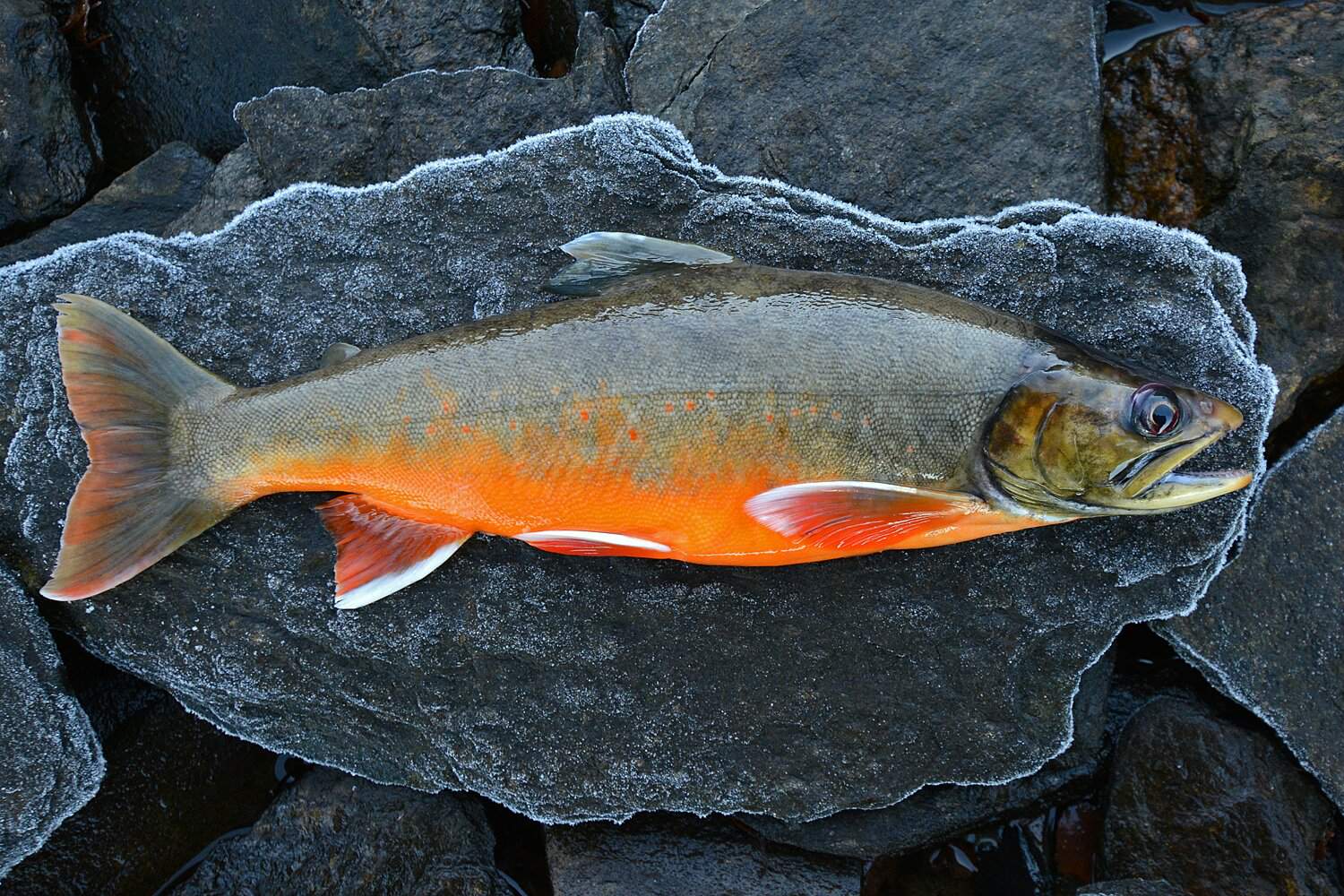 Ein Fisch namens Schmerle