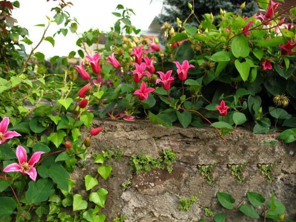 clematis prinsesa diana