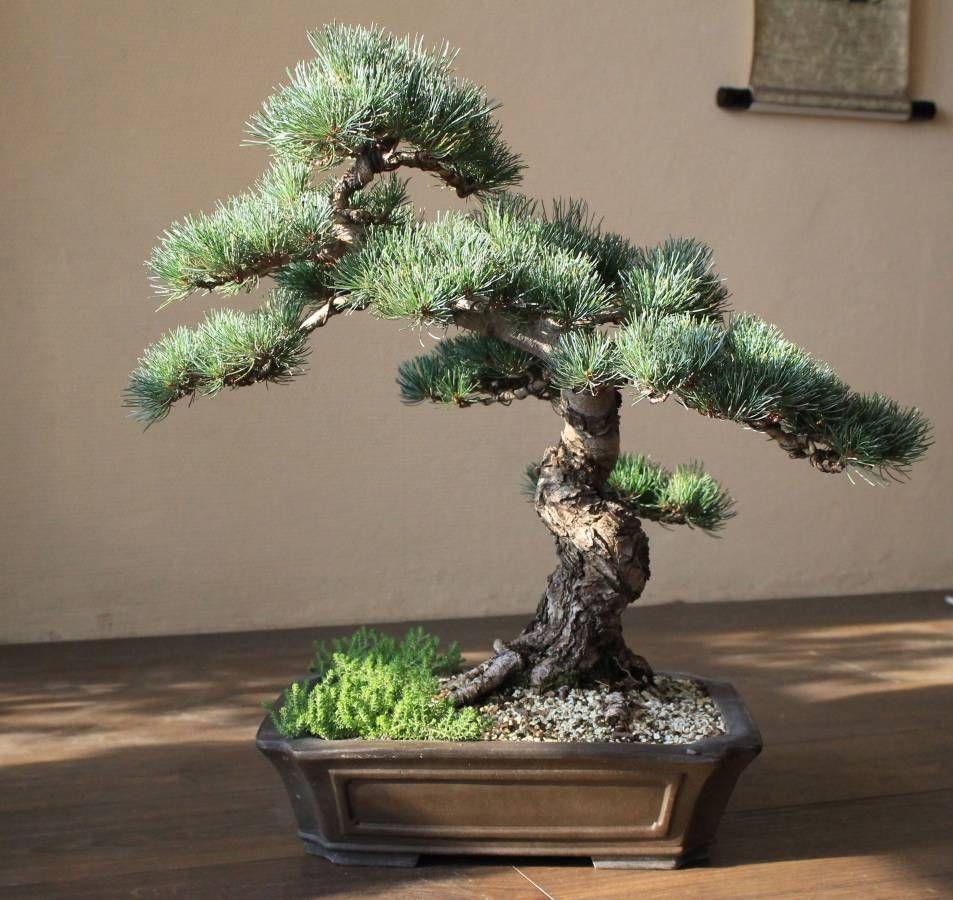 DIY bonsai fotografie