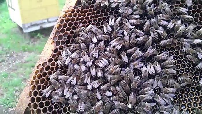 Es gibt keine Königin im Bienenstock