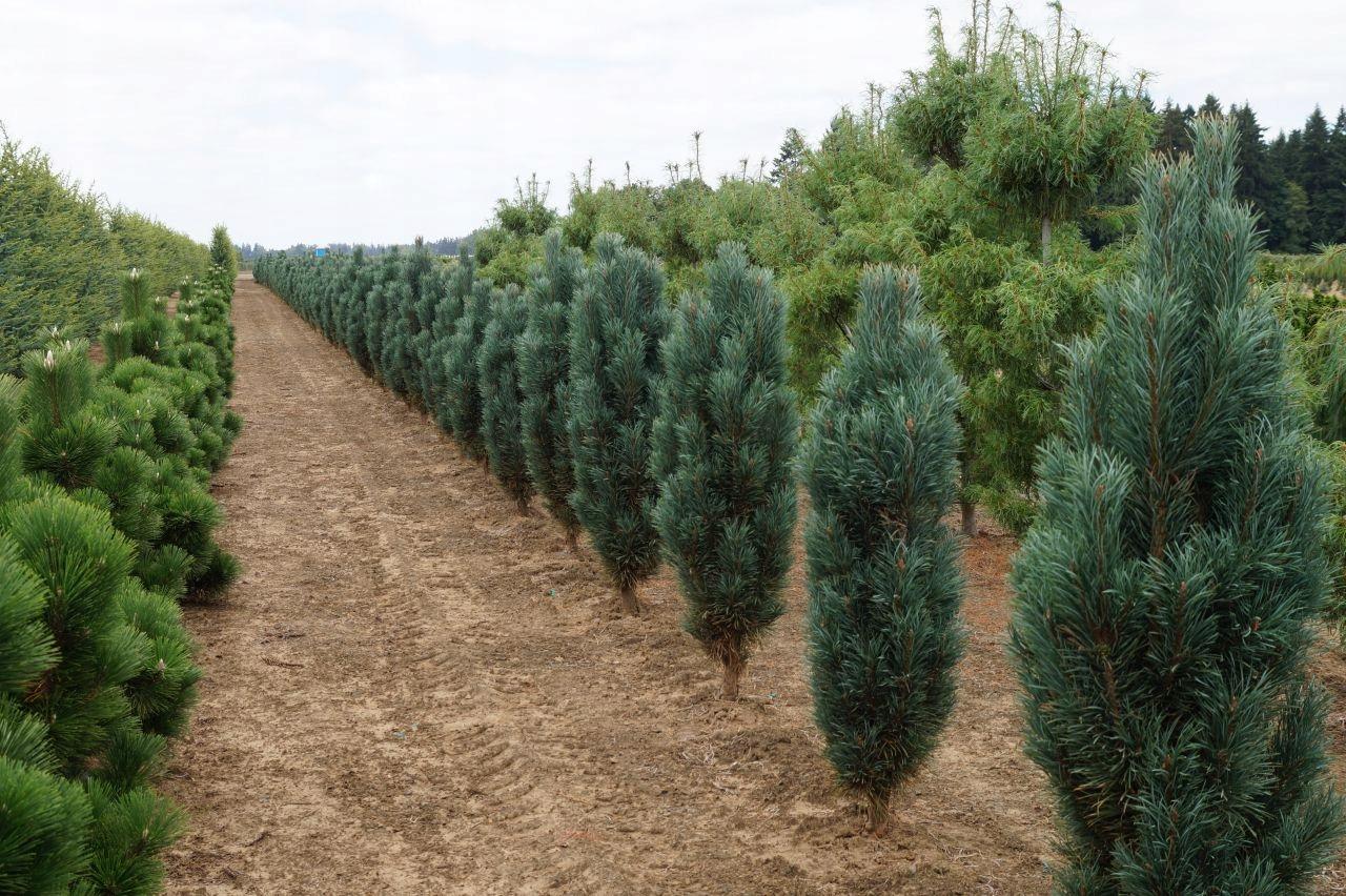 Plantación de pino variedad Fastigiata.