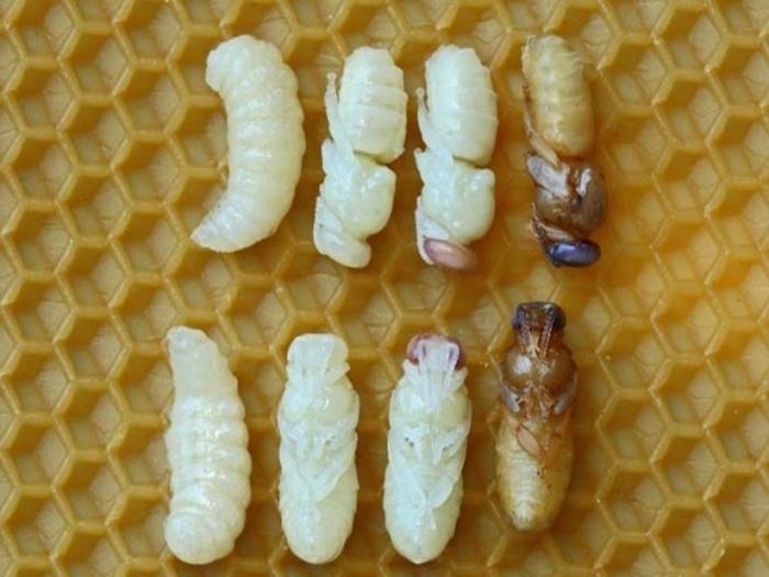 vývoj včel od vajíčka po včelu