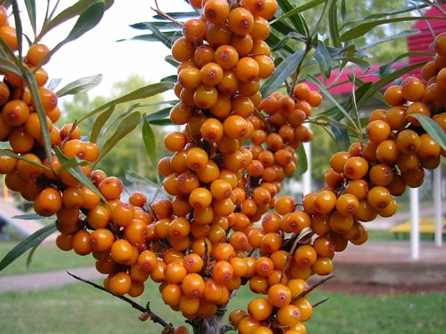 ripe sea buckthorn