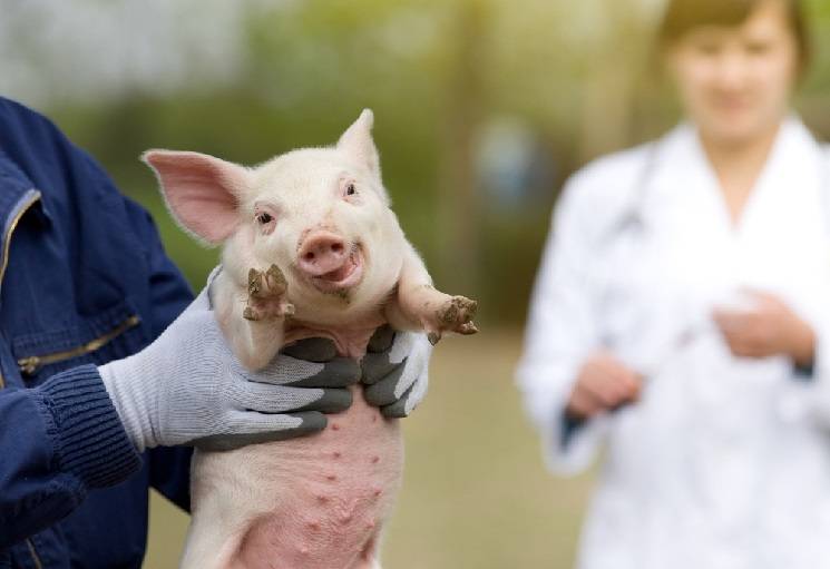 Porsaan korvat muuttuivat siniseksi, mitä minun pitäisi tehdä?