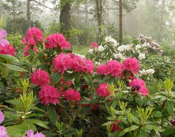 rododendron nová zembla