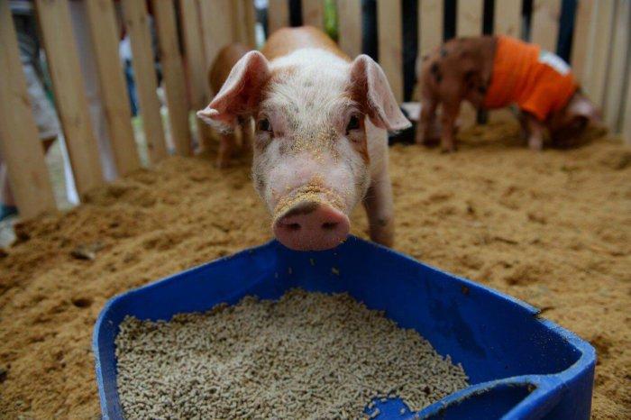 alimentació de llevats per a porcs