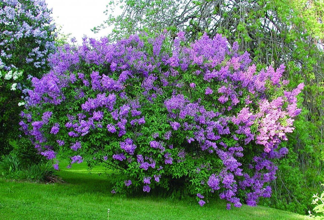 Foto de plantació de liles i cura