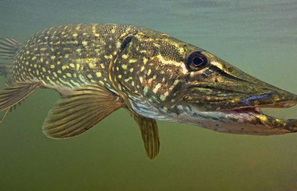 Description of common river pike