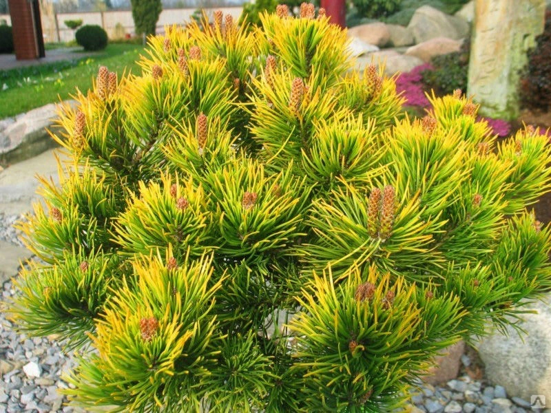 Pinus mugo (Winter Gold)