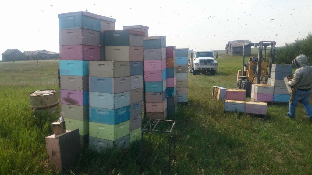 včelařství v kanadských úlech