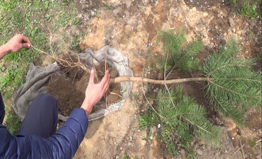 graaf en herplant een dennenboom uit de bosfoto