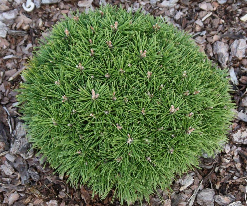 Description and varieties of dwarf pines, care and use in landscape design