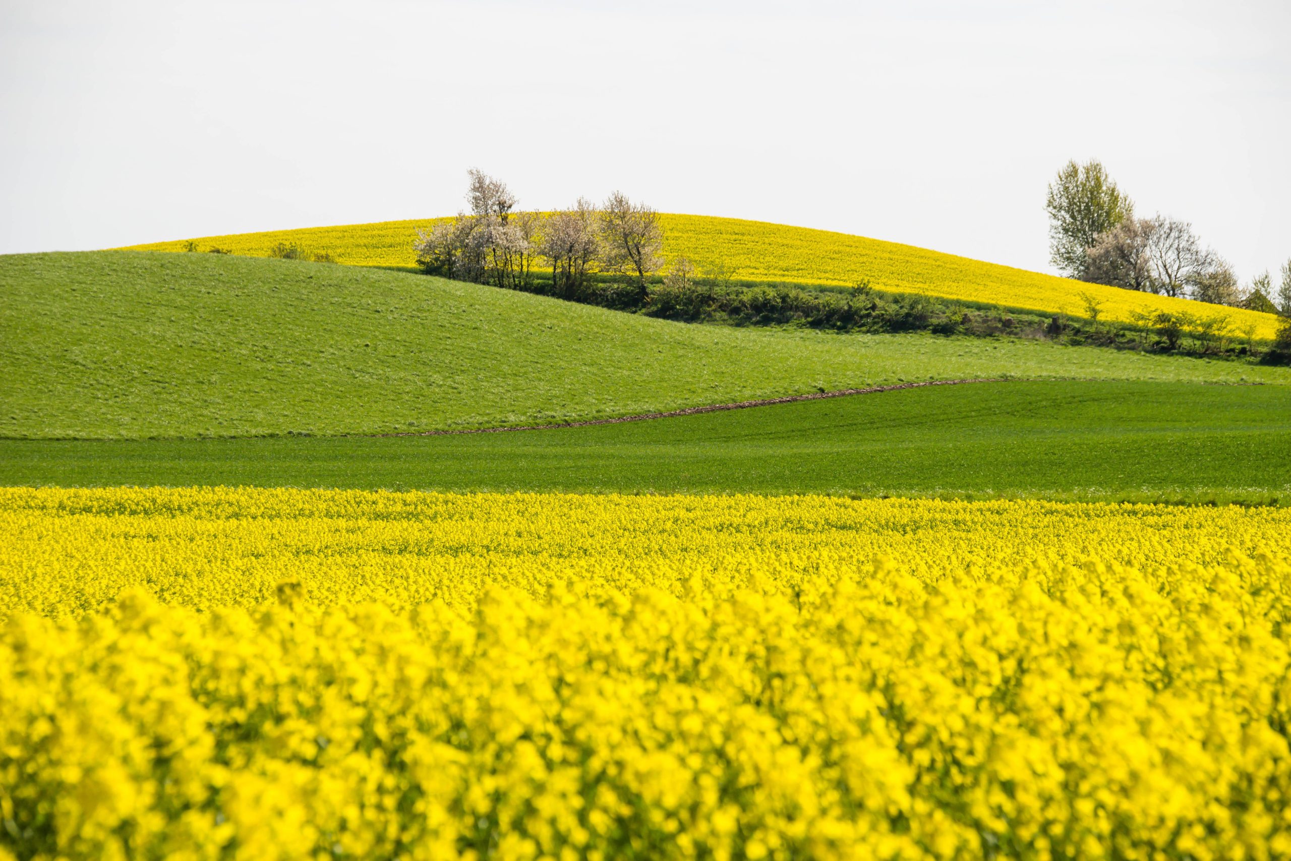 Fotografija sajenja in oskrbe oljne ogrščice