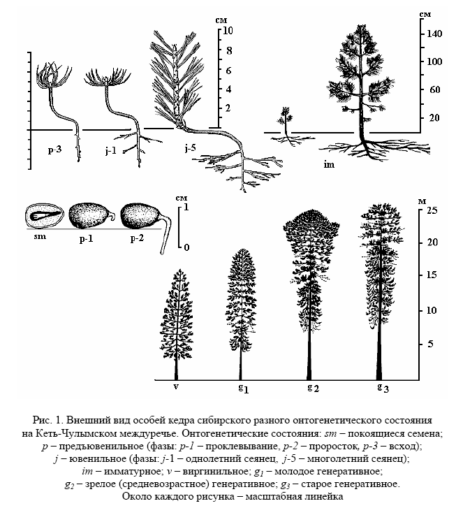 Afmetingen van het cederwortelsysteemboek