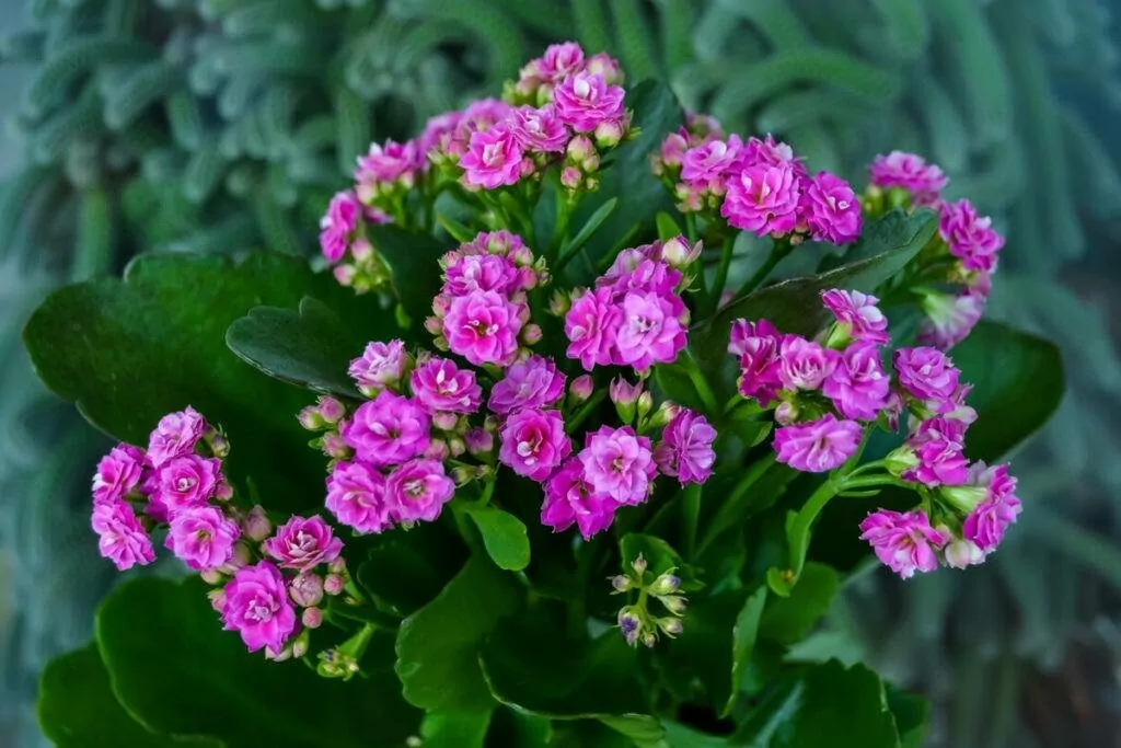 Kalanchoe datsja