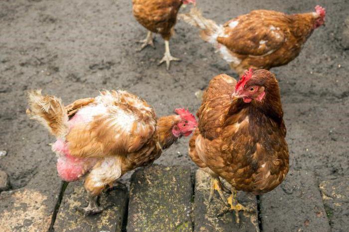 las gallinas se están quedando calvas