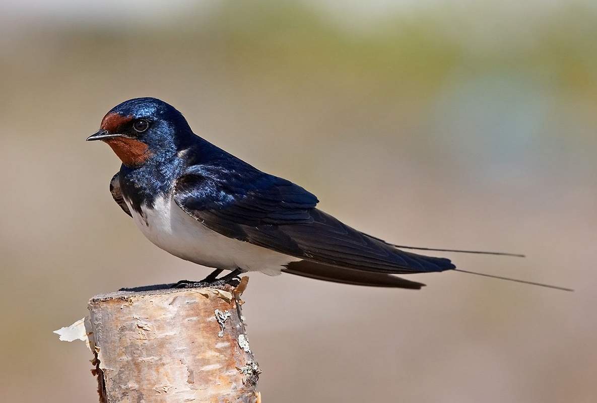 TOP 30 druhů stěhovavých ptáků se jmény a popisy, jejich vlastnosti