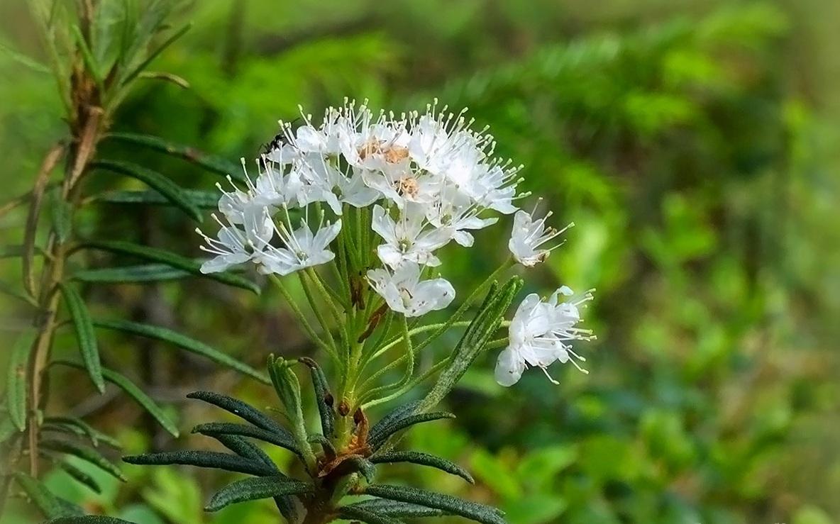 Swamp wild rosemary photo