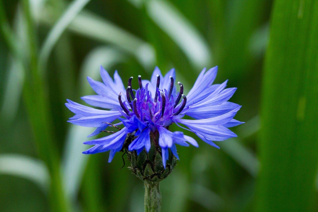 Larawan ng mga cornflower