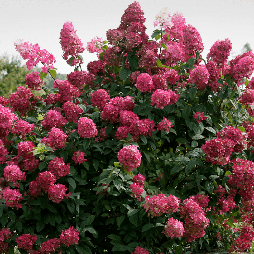 Hydrangea paniculata Vims Rote Dacha