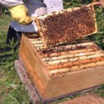 Trockenfutter für Bienen