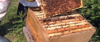 nourriture sèche pour abeilles