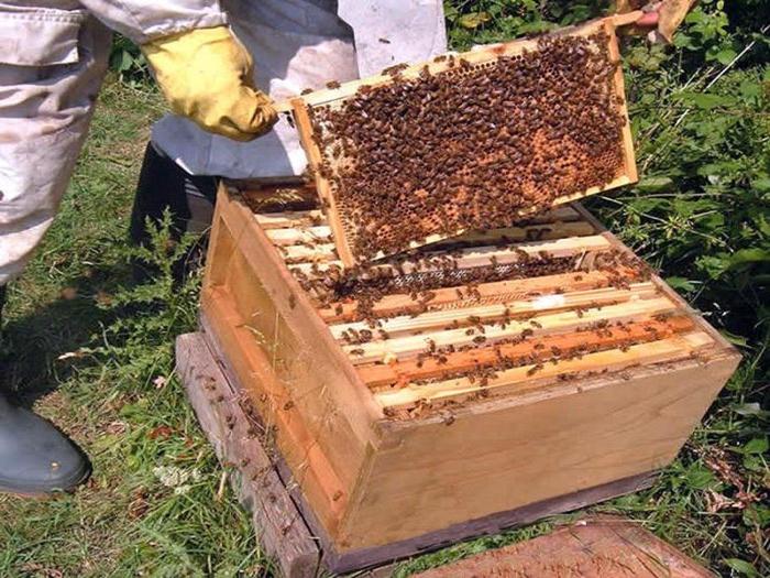 suché krmivo pro včely