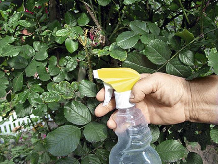 sérum pour le jardin