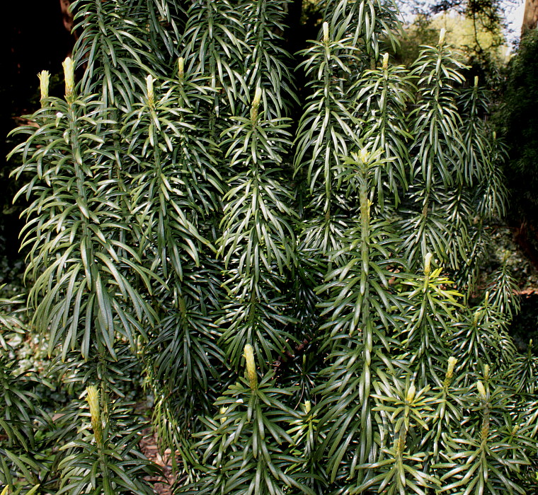 TOP 40 coniferous trees and shrubs with names, plant descriptions