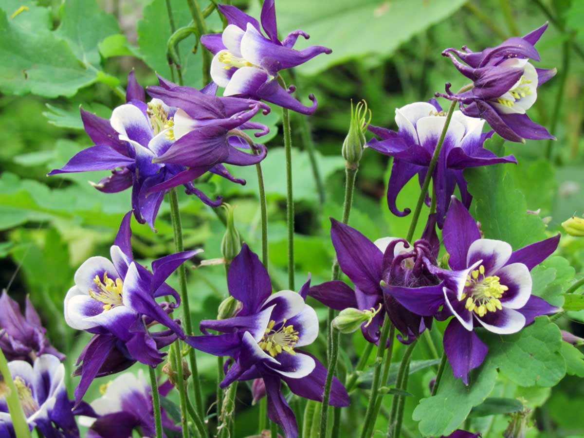 ¿Qué flores perennes se pueden plantar en una tumba? Las 35 mejores para un cementerio.