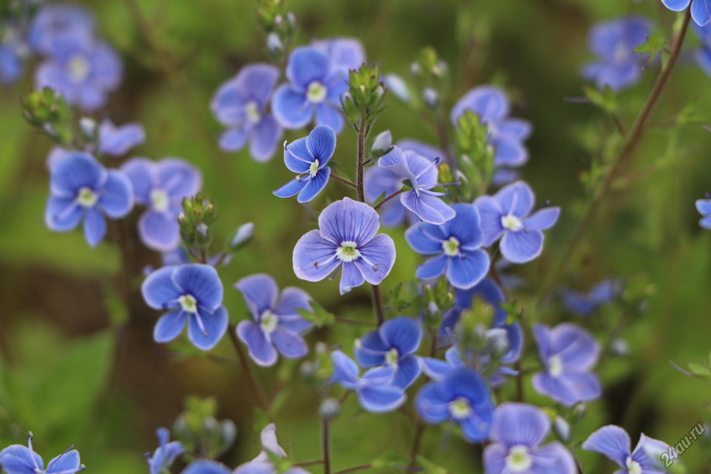 TOP 60 Frühlings-Primelblumen mit Namen, Beschreibungen und Auswahlmöglichkeiten