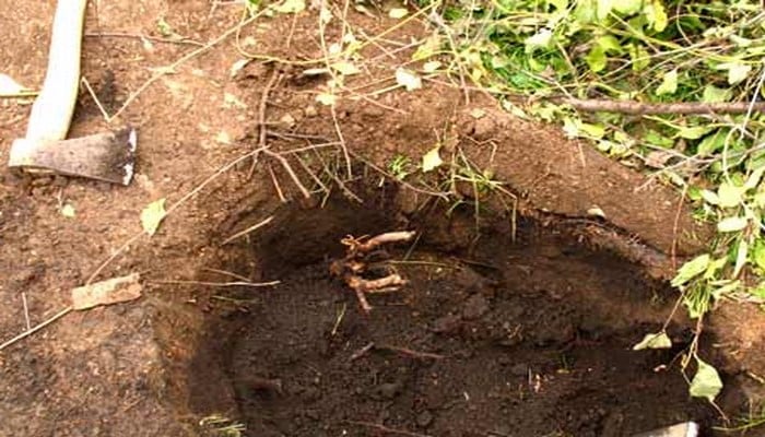 cherry planting