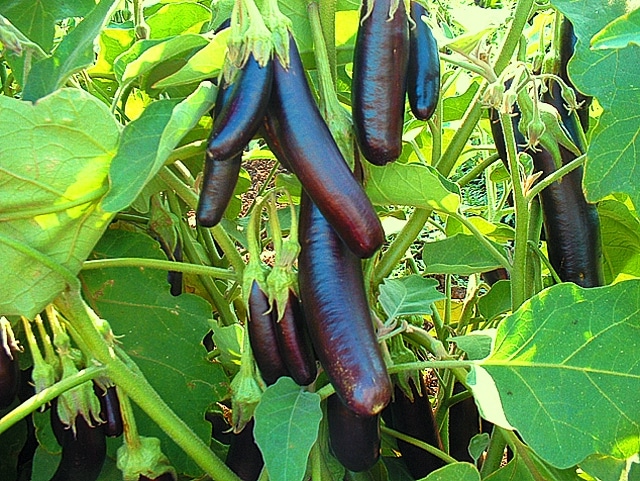 Roi du marché de l'aubergine F1