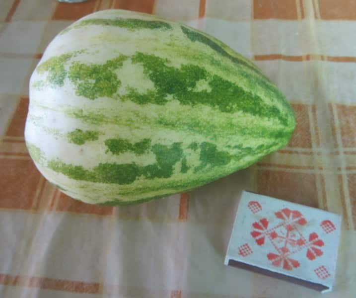 melon Sybarita