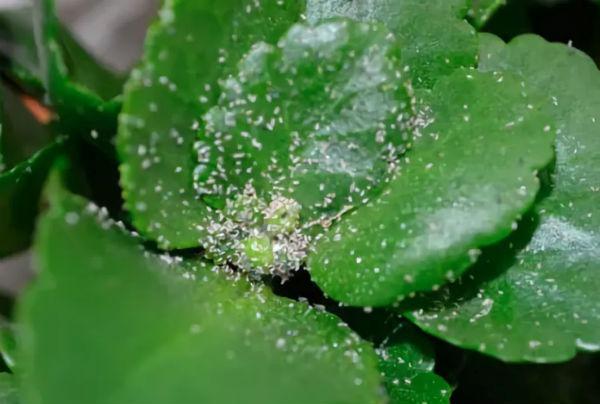 begonium flower pests