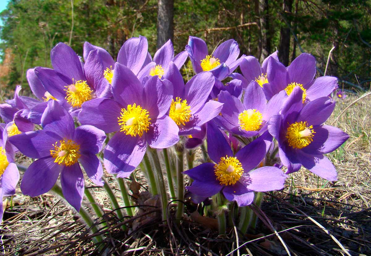 TOP 60 Frühlings-Primelblumen mit Namen, Beschreibungen und Auswahlmöglichkeiten