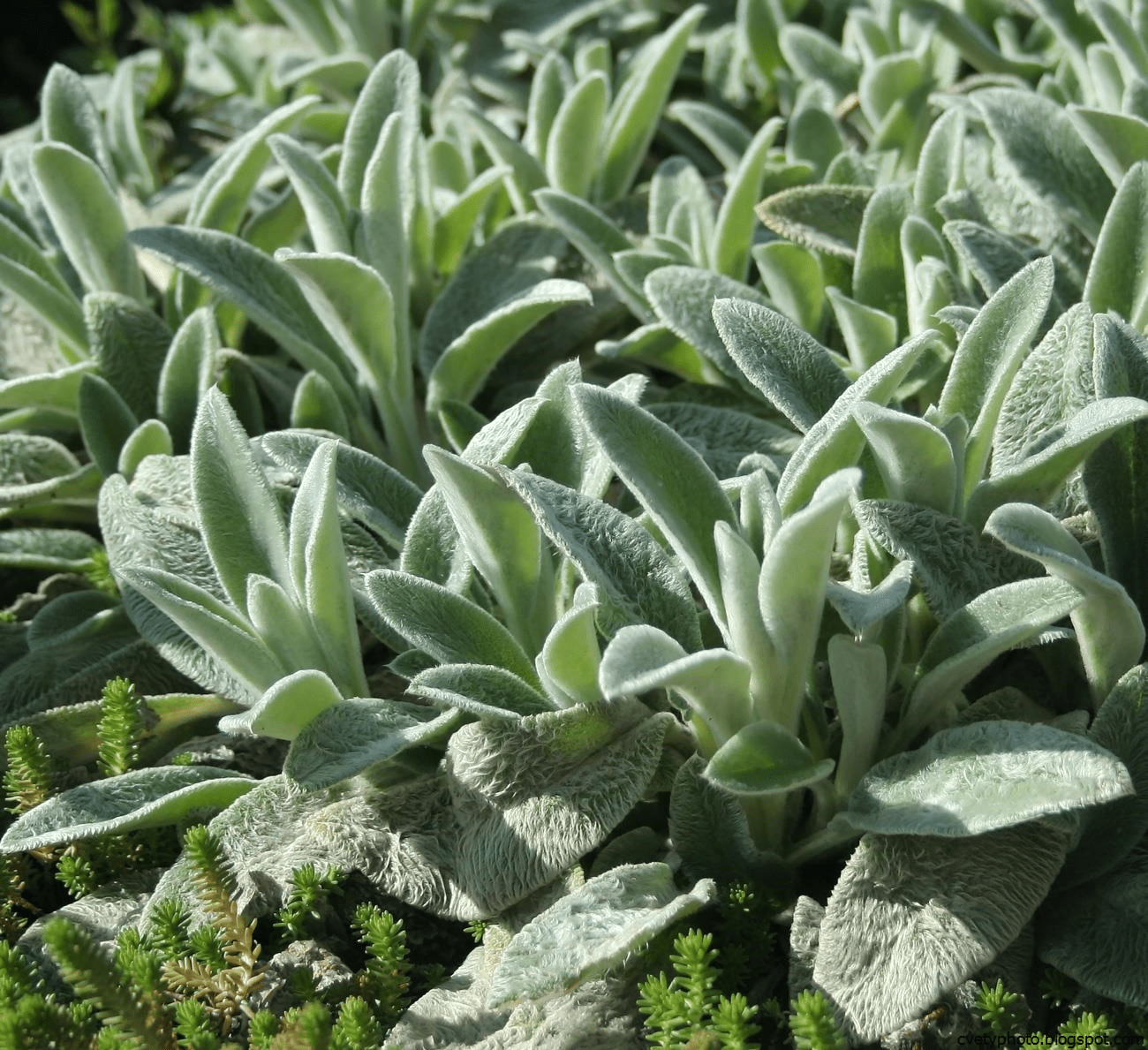 ¿Qué flores perennes se pueden plantar en una tumba? Las 35 mejores para un cementerio.