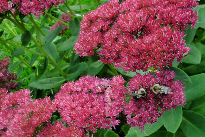 sedum blomma 