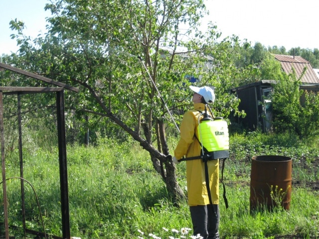 opryskiwanie jabłoni