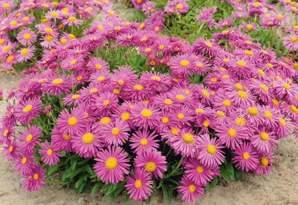 asters before winter