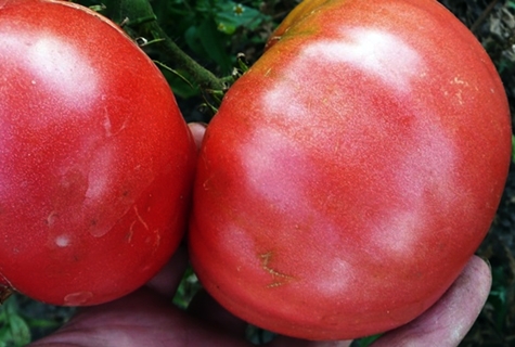 King of the Giants tomato harvest