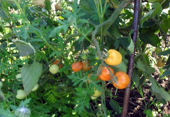 Erdbeer-Kirschtomate im Garten