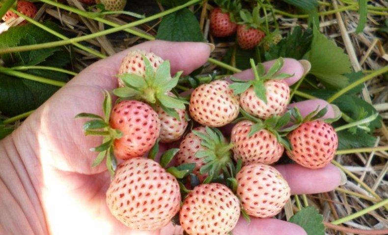 Erdbeeren mulchen