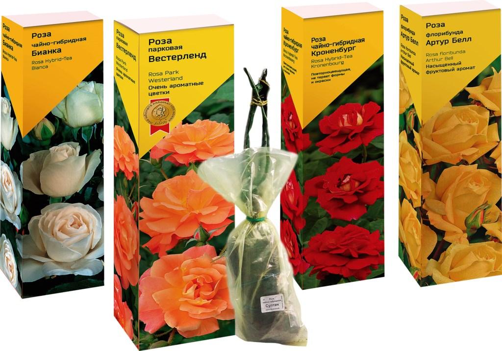 skillnader mellan floribunda ros och hybridte