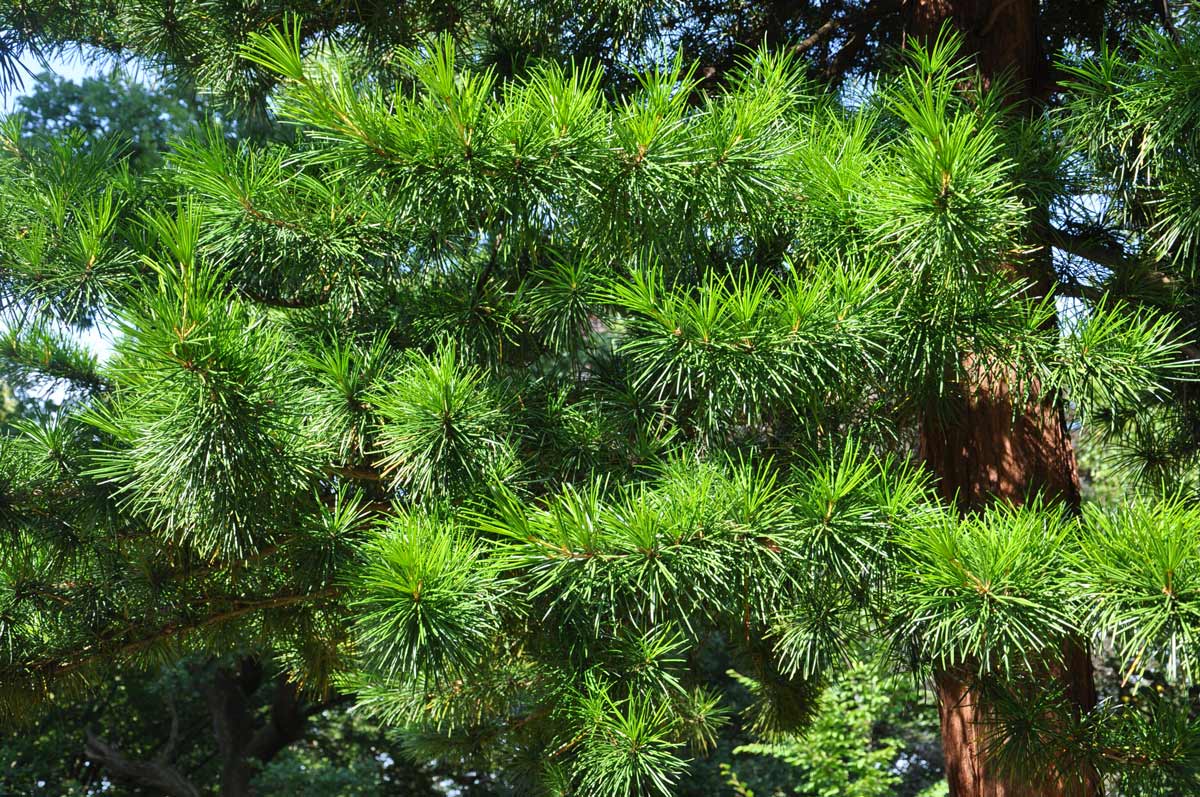 TOP 40 jehličnatých stromů a keřů se jmény, popisy rostlin