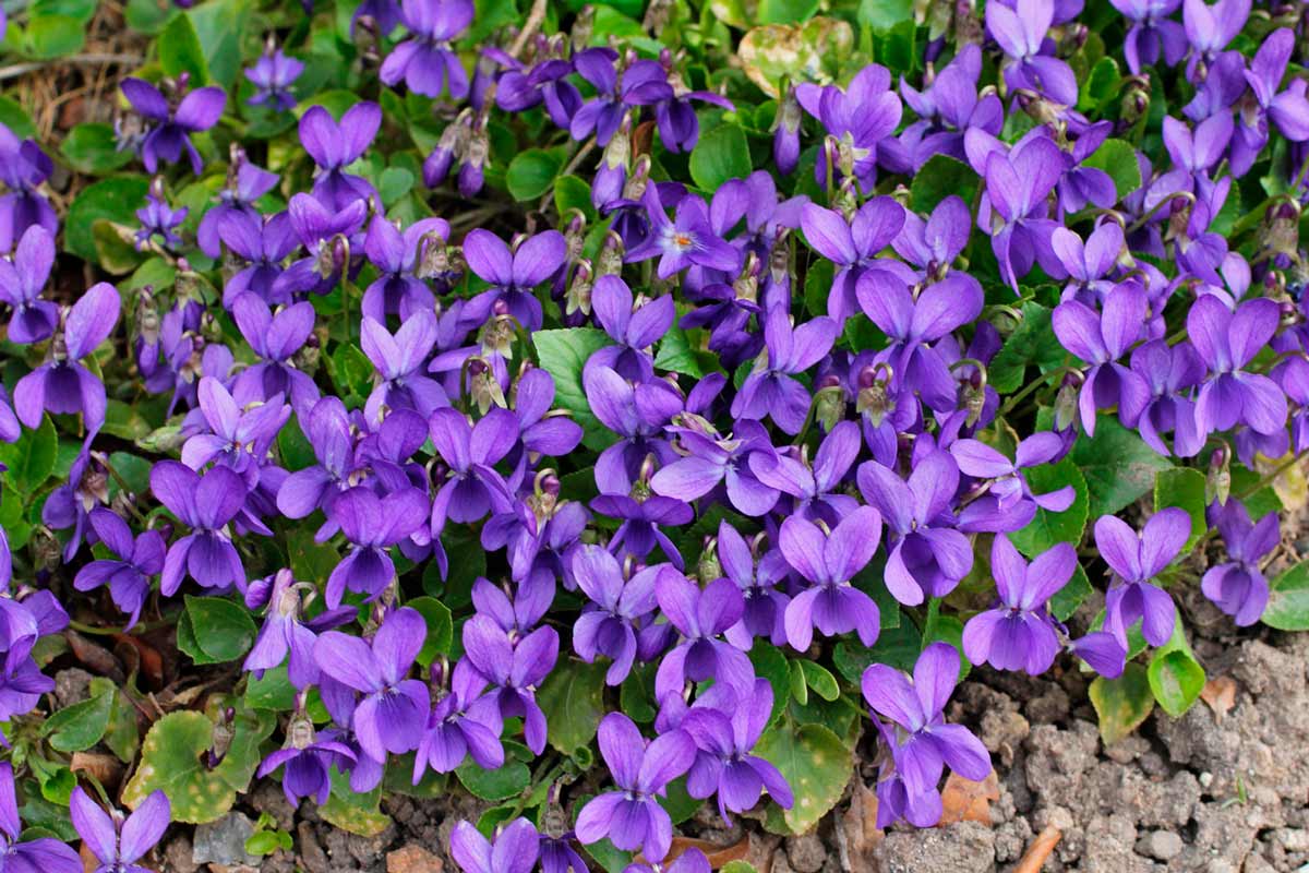 TOP 60 Frühlings-Primelblumen mit Namen, Beschreibungen und Auswahlmöglichkeiten